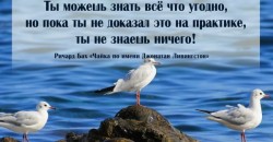 Смотрите онлайн на буксе краткое содержание книги «Чайка по имени Джонатан Ливингстон» Ричарда Баха