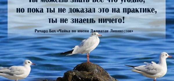 Смотрите онлайн на буксе краткое содержание книги «Чайка по имени Джонатан Ливингстон» Ричарда Баха