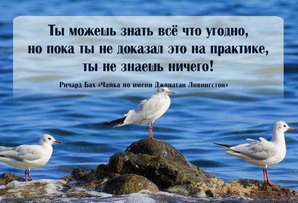 Смотрите онлайн на буксе краткое содержание книги «Чайка по имени Джонатан Ливингстон» Ричарда Баха