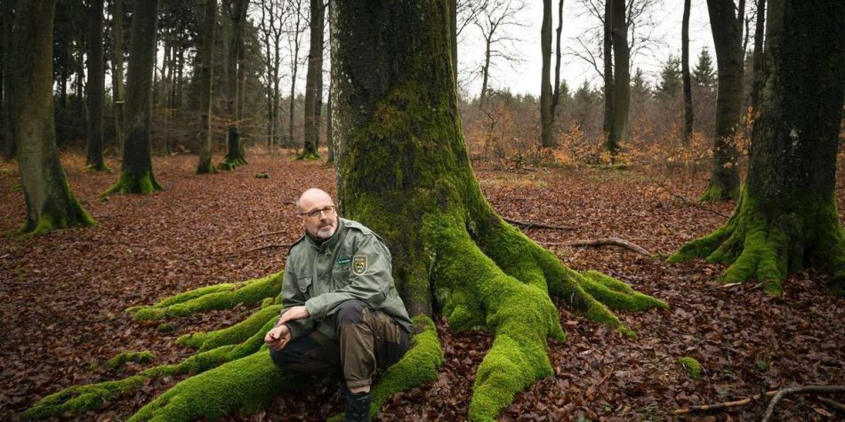 Петер Вольлебен «Тайная жизнь деревьев» читать онлайн